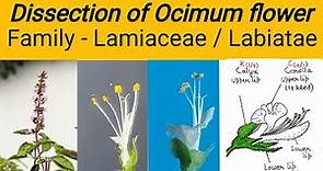 Dissection of Ocimum flower | Family Lamiaceae | Family labiatae | Tulsi flower dissection