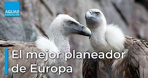 El BUITRE LEONADO, una de las aves más LONGEVAS de EUROPA