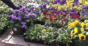 Learning About Pansies