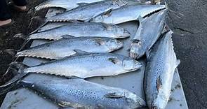昔日澎湖「白金」白腹魚異常豐收 量多價崩各界說法不一 - 生活 - 自由時報電子報