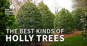Holly Trees & Shrubs | Type, Height, and Varieties