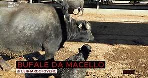 Bufale da macello – Report 02/05/2022