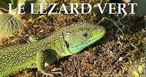 Le lézard vert ( Lacerta bilineata ) avec commentaires.