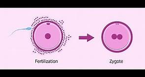 What is Zygote ? || Essential Science || Terms ||