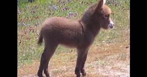 tiernos bebes de burro baby donkeys