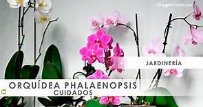Cuidados de las ORQUÍDEAS phalaenopsis 🌸​ con @Jardinatis 🌸​