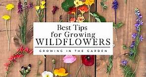 WILDFLOWERS: How to PLANT and GROW wildflowers that COME BACK YEAR after YEAR!