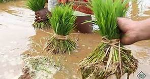 Cultivation - Life Cycle of Rice