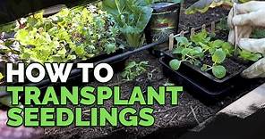 How to Transplant Seedlings: My High-Density Method