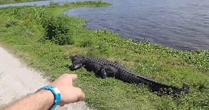 World’s Largest Alligator! Lakeland, Florida - My Search For “GODZILLA” of Circle B Park, Wild Gator