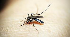 穿衣要注意！最新研究曝光 蚊子最愛這4色｜東森新聞