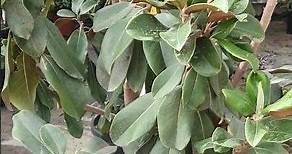 Magnolia grandiflora en maceta