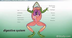 Frog Anatomy | External & Internal