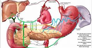 Anatomía - ¡Tronco Celiaco Flash! (15min)