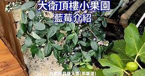 頂樓小果園-藍莓種植|梅雨季節後介紹我的藍莓|盆植藍莓|台灣藍莓|南高叢 #藍莓 #台灣藍莓種植 #藍莓種植 #大衛頂樓小果園