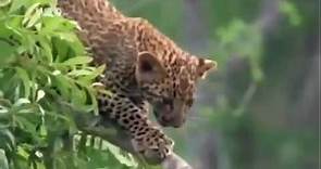 The LEOPARD QUEEN National Geographic Full Documentary