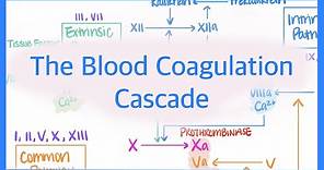 The Blood Coagulation Cascade: Intrinsic, Extrinsic, & Common Pathways