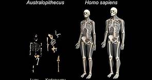 Origins of Genus Homo: What Who When Where?; Early Body Form; Life History Patterns
