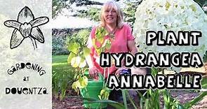Planting Hydrangea 'Annabelle' || Amazing Aborescens Hydrangea