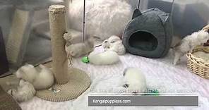 Munchkin Cat For Sale (#1 Place To Buy Munchkin Kittens For Sale)