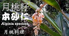 月桃是台灣之寶，全身皆可用 Alpinia zerumbet