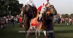Festival de elefantes. Jaipur. India