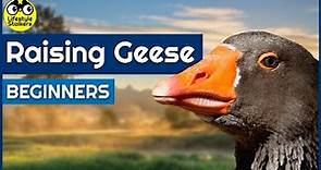 Raising Geese - Beginners Guide