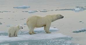 Polar Bear Adaptations