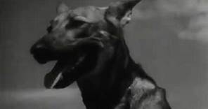 The Use of War Dogs 1943 WWII Documentary Film