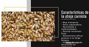 Características de la abeja carniola