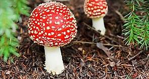Reino fungi: características, clasificación, reproducción, nutrición