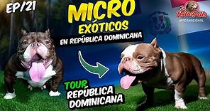 🔴Descubre los MICRO EXÓTICOS BULLY de República Dominicana