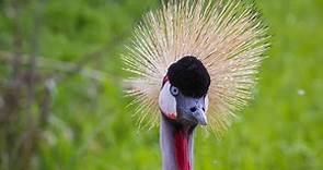 20 Spiky Animals (Animals with Quills and Spikes)