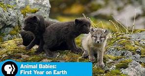 Episode 1 Preview: First Steps | Animal Babies: First Year on Earth | PBS