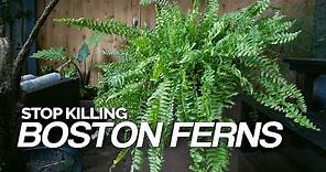 Stop Killing Your Boston Ferns! Full Care Guide
