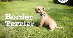 Border Terrier Dog Breed: Temperament, Lifespan & Facts | Petplan