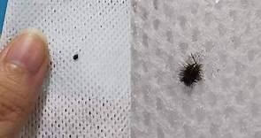 蟲蟲片》家中驚現黑毛蟲、吸血蟲？ 專家教你：這樣解決最快 - 生活 - 自由時報電子報