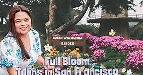Best Time to see Full Bloom Tulips in San Francisco | Queen Wilhelmina Garden Springtime 2021