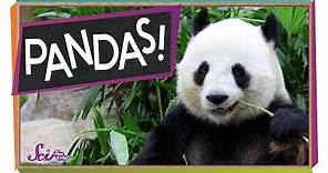 The Problem With Pandas | Animal Science for Kids