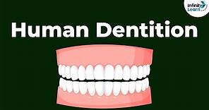Human Dentition | Teeth | Don't Memorise