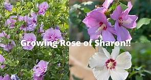 How to grow Rose of Sharon from Seeds🌸|🌸Growing Rose of Sharon🌸Harvesting Seeds//#GardenWorld🌿🌏