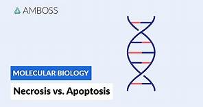 Necrosis vs. Apoptosis: Cell Death