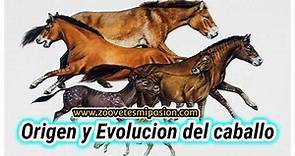 Origen y Evolución del caballo, todos los aspectos