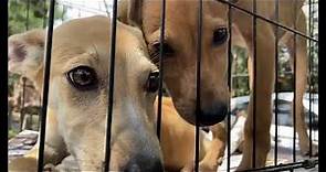 Rescate y adopción de perros callejeros