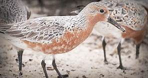 Watch ‘Birds of May,’ a New Documentary About Red Knots