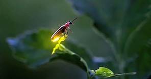 Fireflies in Iowa