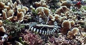 La cobra marina, la serpiente más venenosa