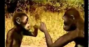 Vida del australopithecus africanus