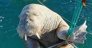 Wally the walrus climbs on our boat in the isles of scilly