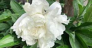 Shirley Temple peony.Gorgeous creamy white peony.Growing in North Texas.Zone 8a.//Small garden